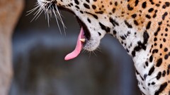 Animals yawns jaguars