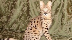 Animals yellow eyes serval