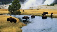 Animals yellowstone