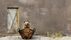 Animals yoga Bears