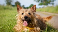 Animals yorkshire terrier