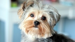 Animals yorkshire terrier