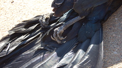 Animals yup post them