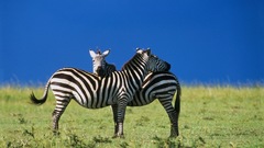 Animals zebras