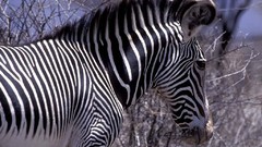 Animals zebras