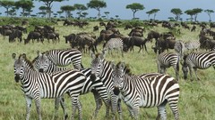 Animals zebras