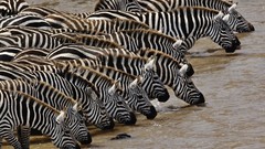 Animals zebras