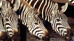 Animals zebras