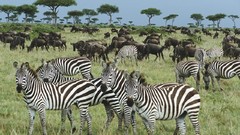 Animals zebras