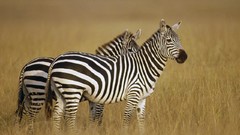 Animals zebras