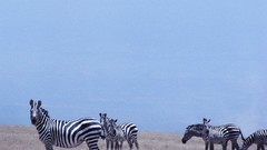 Animals zebras