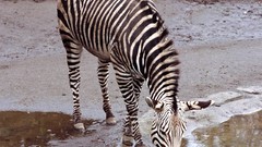 Animals zebras