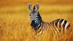 Animals zebras
