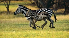 Animals zebras