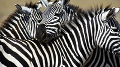 Animals zebras