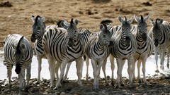 Animals zebras