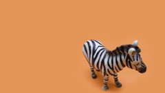 Animals zebras