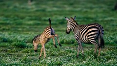 Animals zebras