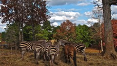 Animals zebras