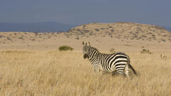 Animals zebras animal