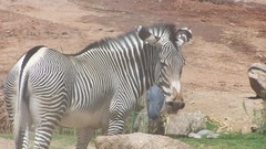 Animals zebras animal