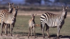 Animals zebras baby animals