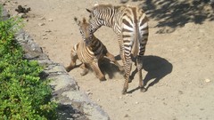 Animals zebras baby animals
