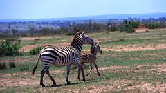 Animals zebras baby animals
