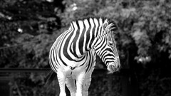 Animals zebras grayscale