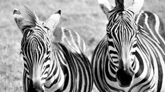 Animals zebras grayscale