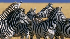 Animals zebras Kenya National plains mara