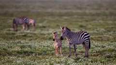 Animals zebras Mammals