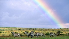 Animals zebras rainbows