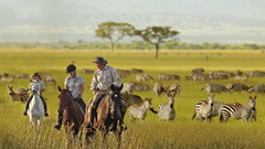 Animals zebras Serengeti animal