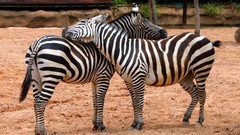 Animals zebras wildlife
