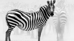 Animals zebras wildlife