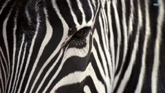 Animals zebras wildlife