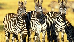 Animals zebras wildlife