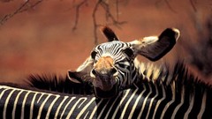Animals zebras wildlife