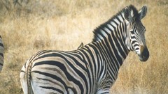 Animals zebras wildlife