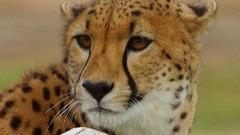 Animals zoo cheetahs feline