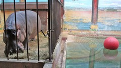 Animals zoo hippopotamus cage national geographic Washington DC