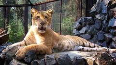 Animals zoo liger