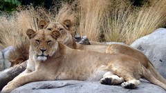 Animals zoo Lions