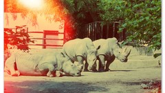 Animals zoo rhinoceros sunlight