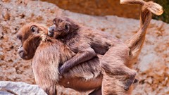 Animals zoo zurich Baboon baby animals