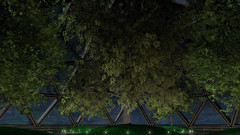 Anime arbo night Manga