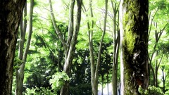 Anime landscape forest sunlight