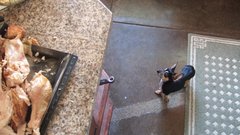 Animorphs dog unrelated animal