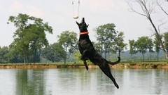 Anna wonder dog high